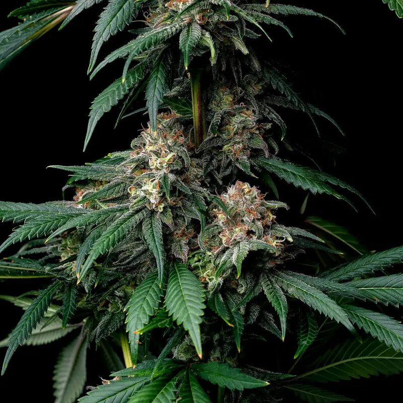 Mendo Breath, Фасовка: 3, изображение 2